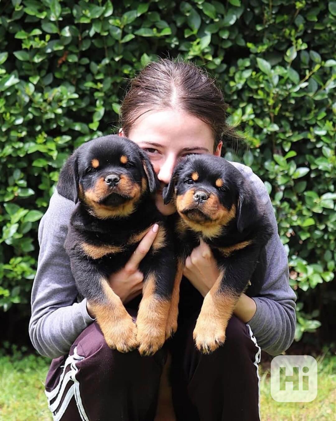 dog - foto 1