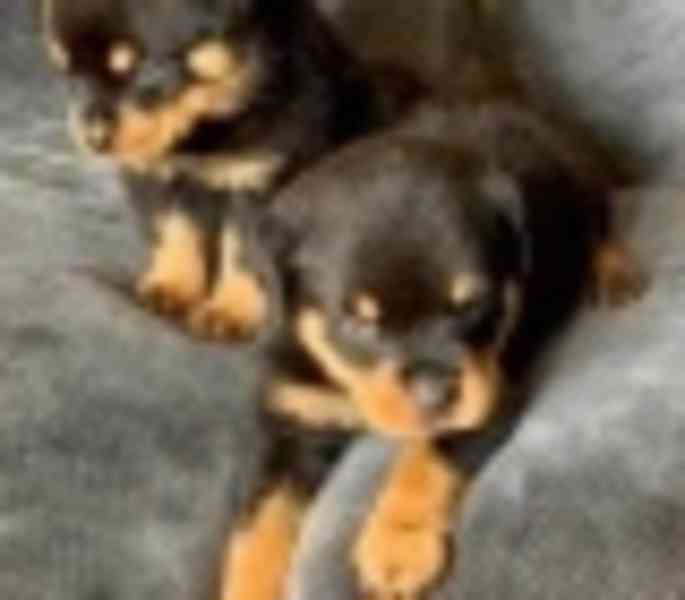 dog - foto 3