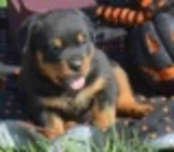 dog - foto 2