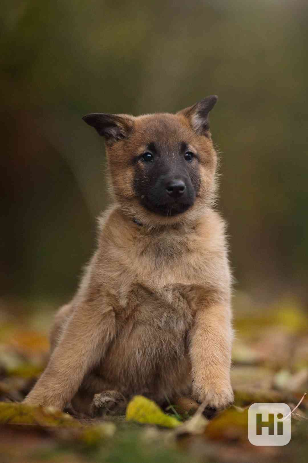 Belgický ovčák malinois  - foto 1