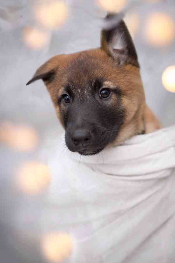 Belgický ovčák malinois  - foto 4