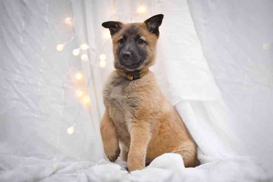 Belgický ovčák malinois  - foto 5