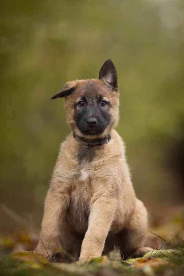 Belgický ovčák malinois  - foto 3