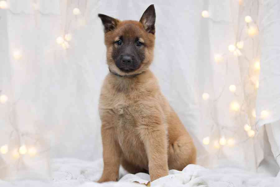 Belgický ovčák malinois  - foto 2