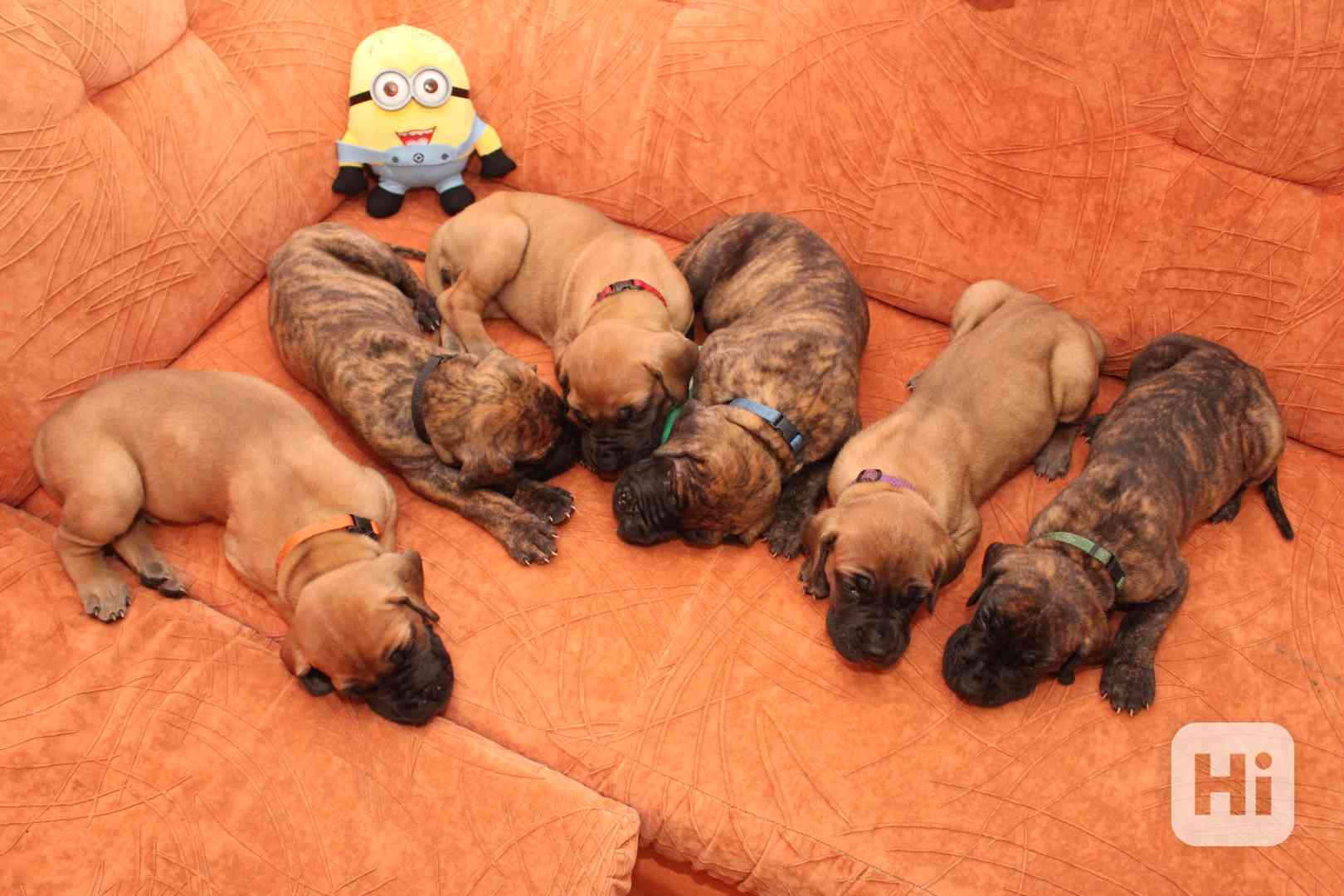 Německá doga žlutá a žíhaná - foto 1