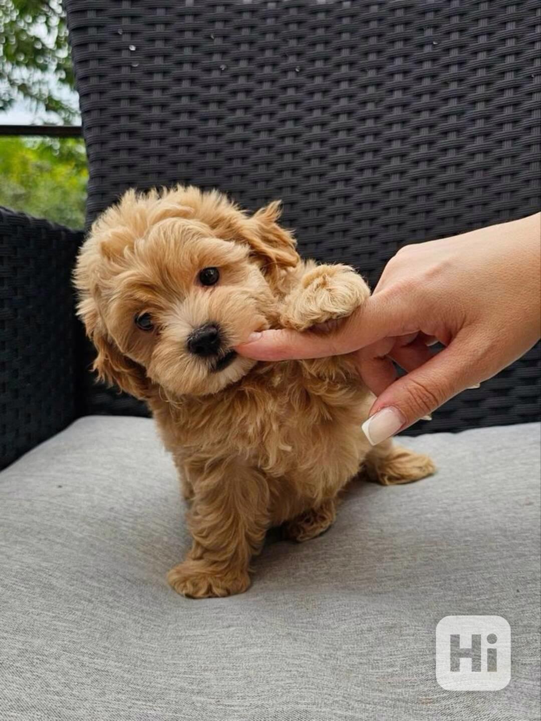  Dárek zdarma krásná štěňátka pudl k adopci zdarma  - foto 1