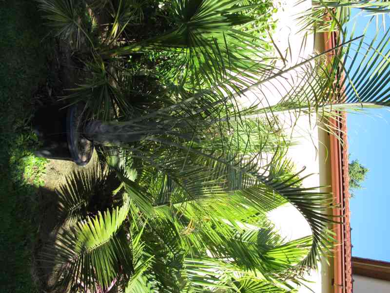 Palmy - foto 3