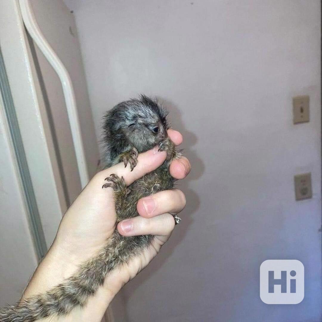 Mláďata kosmanů k adopci - foto 1