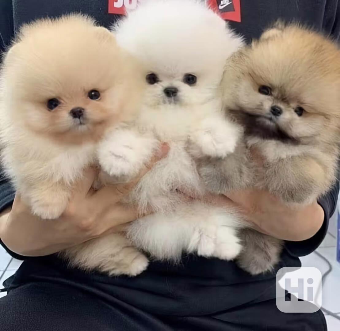 Čistokrevná pomeranianská štěňata Boo - foto 1