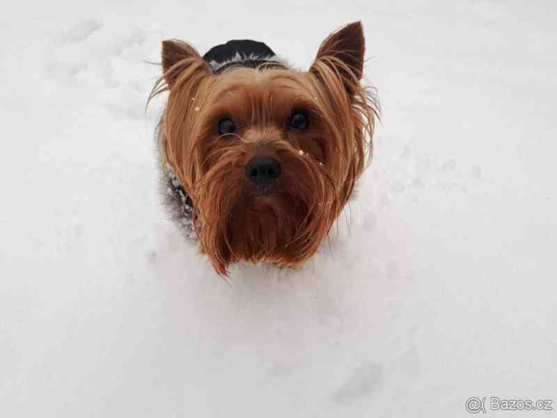Yorkšírský teriér krytí, připuštění - foto 2
