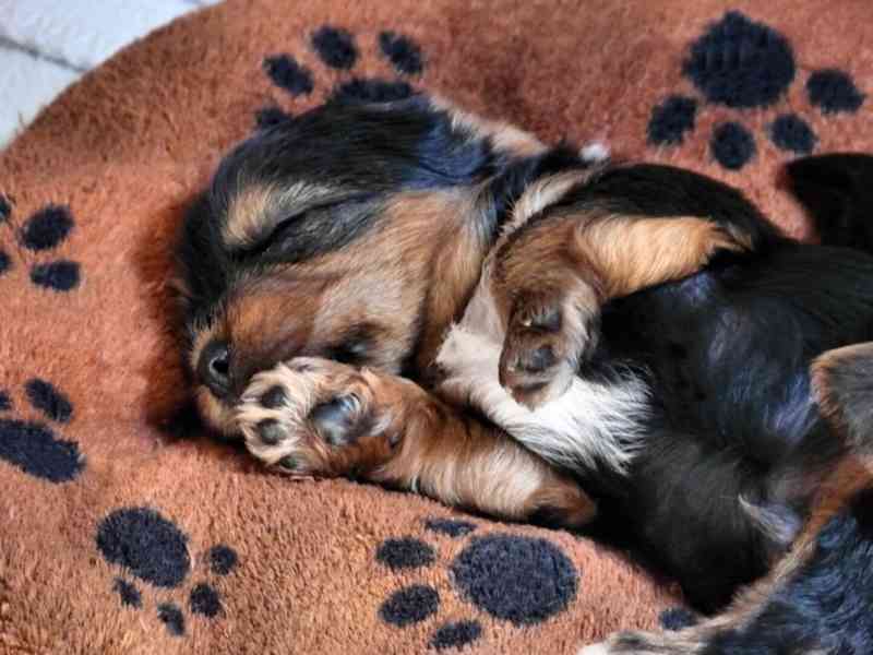 Yorkšírský teriér krytí, připuštění - foto 18