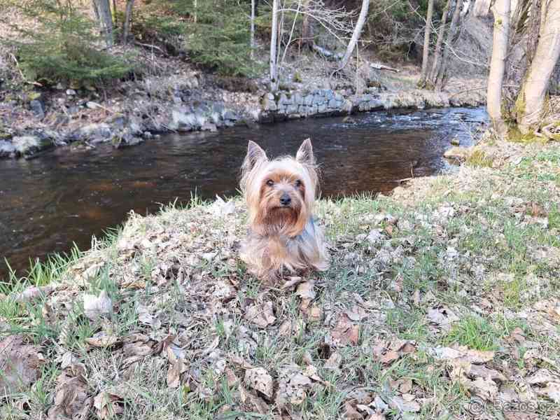 Yorkšírský teriér krytí, připuštění - foto 8