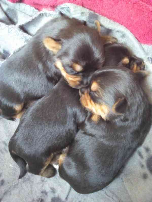 Yorkšírský teriér krytí, připuštění - foto 13