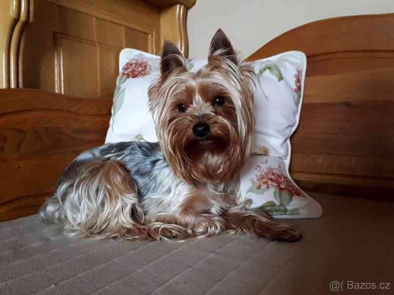 Yorkšírský teriér krytí, připuštění - foto 5