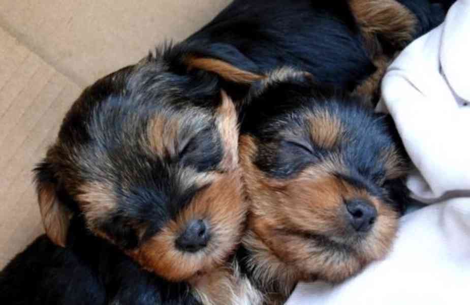 Yorkšírský teriér krytí, připuštění - foto 15