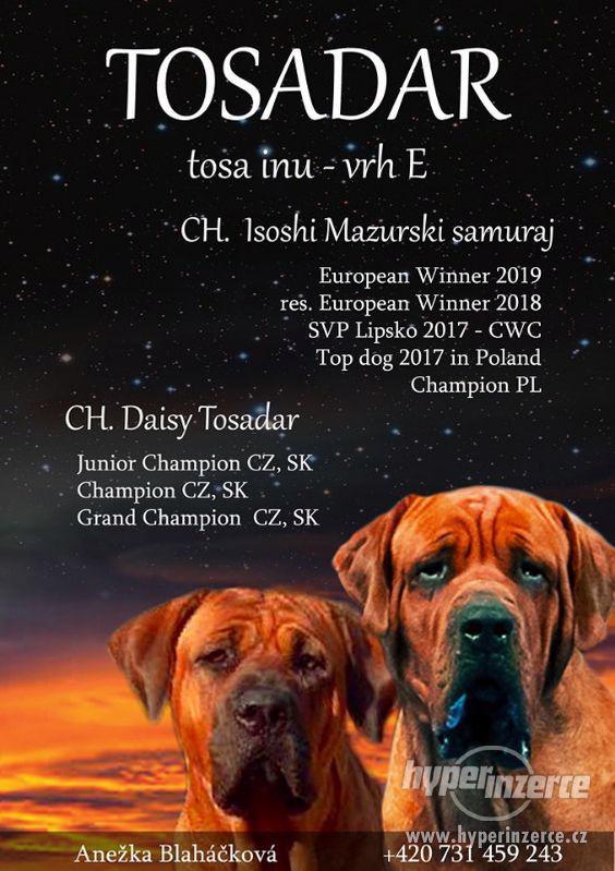 Tosa inu - foto 1