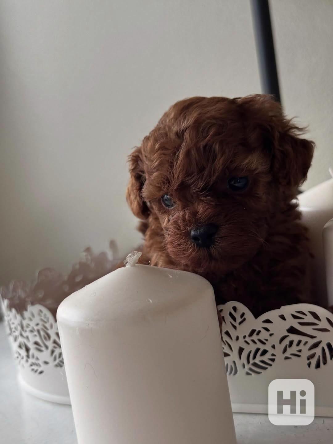 Dívka červeného toy pudla - foto 1