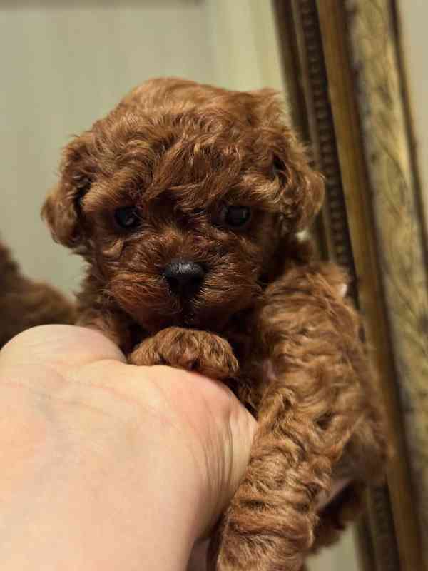 Dívka červeného toy pudla - foto 4