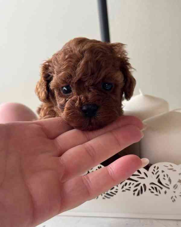 Dívka červeného toy pudla - foto 2