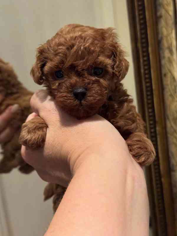 Dívka červeného toy pudla - foto 6