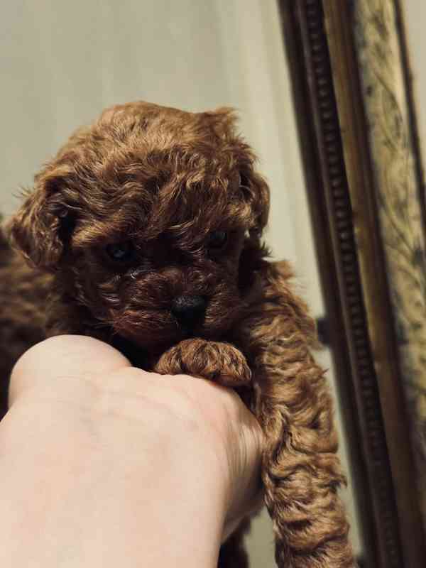 Dívka červeného toy pudla - foto 5