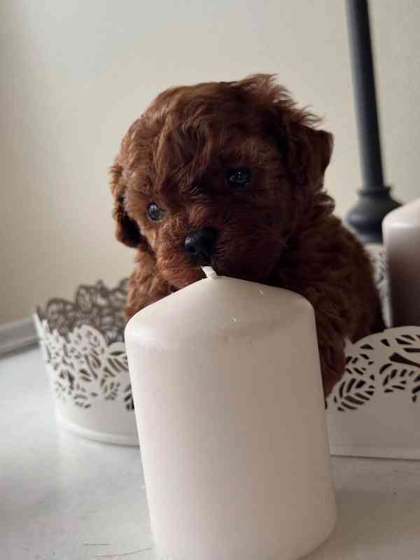 Dívka červeného toy pudla - foto 7