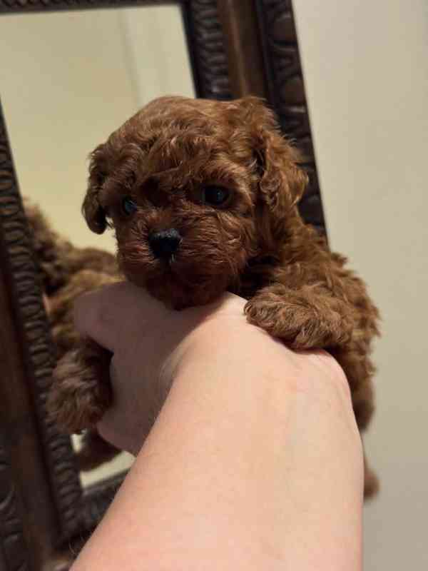 Dívka červeného toy pudla - foto 3