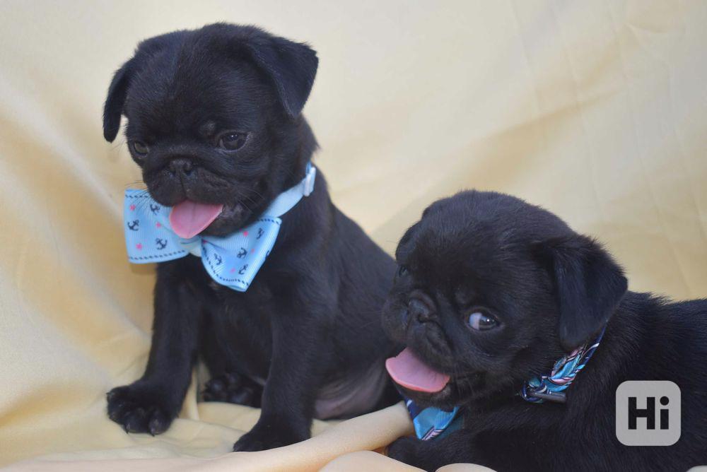 Štěňata mops k přestěhování - foto 1