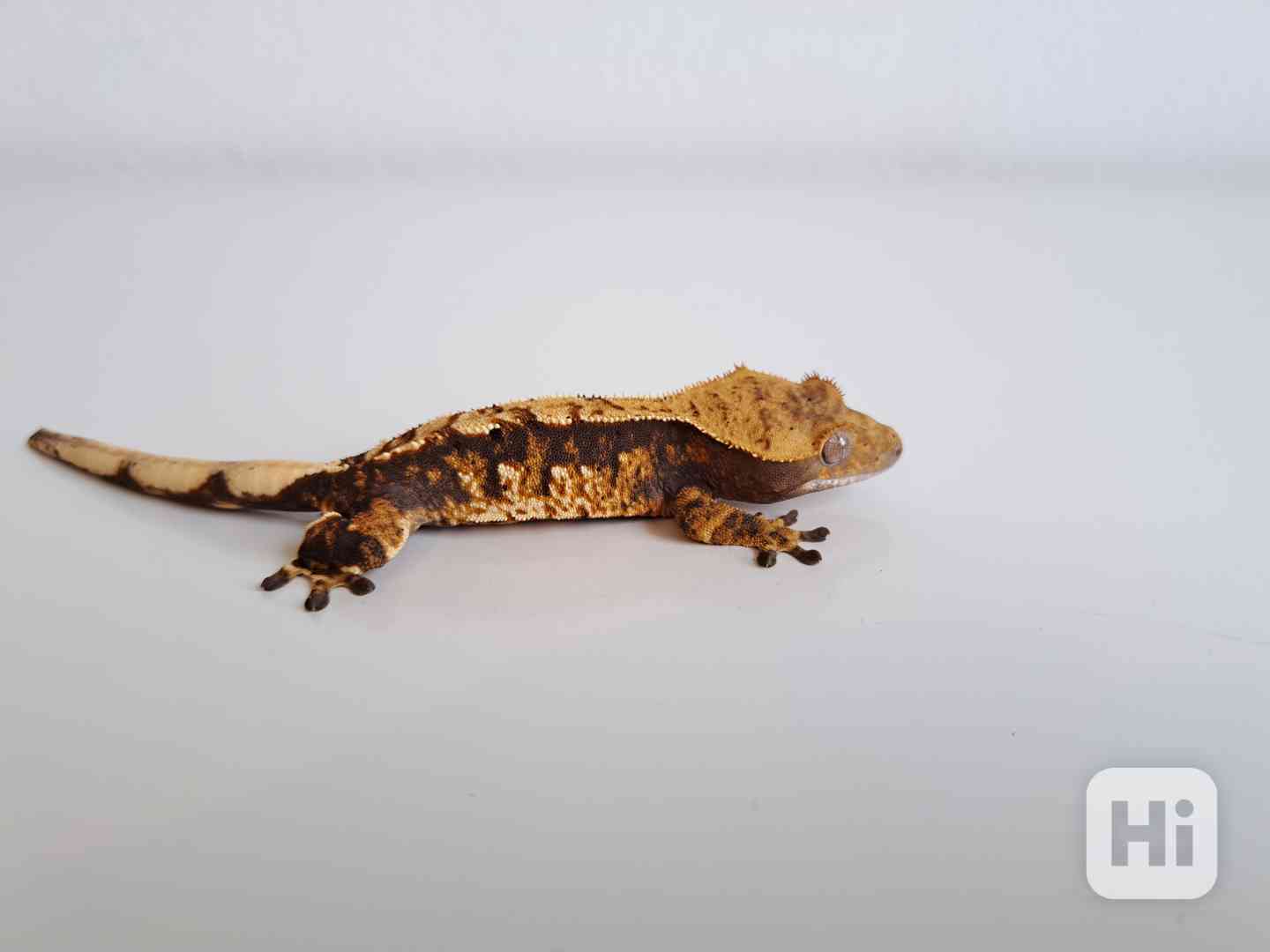 pagekon řasnatý - foto 1