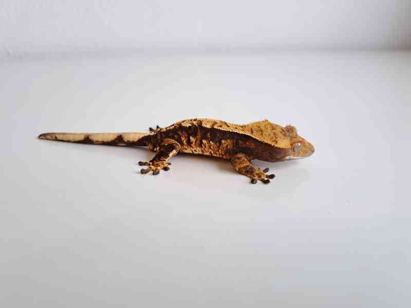 pagekon řasnatý - foto 2