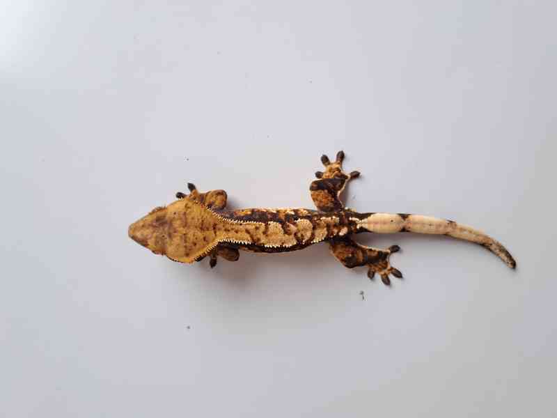 pagekon řasnatý - foto 3