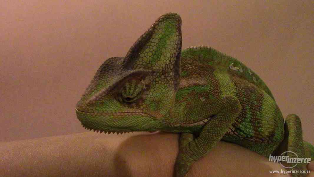 Mládě chameleona jemenského - sameček - foto 2