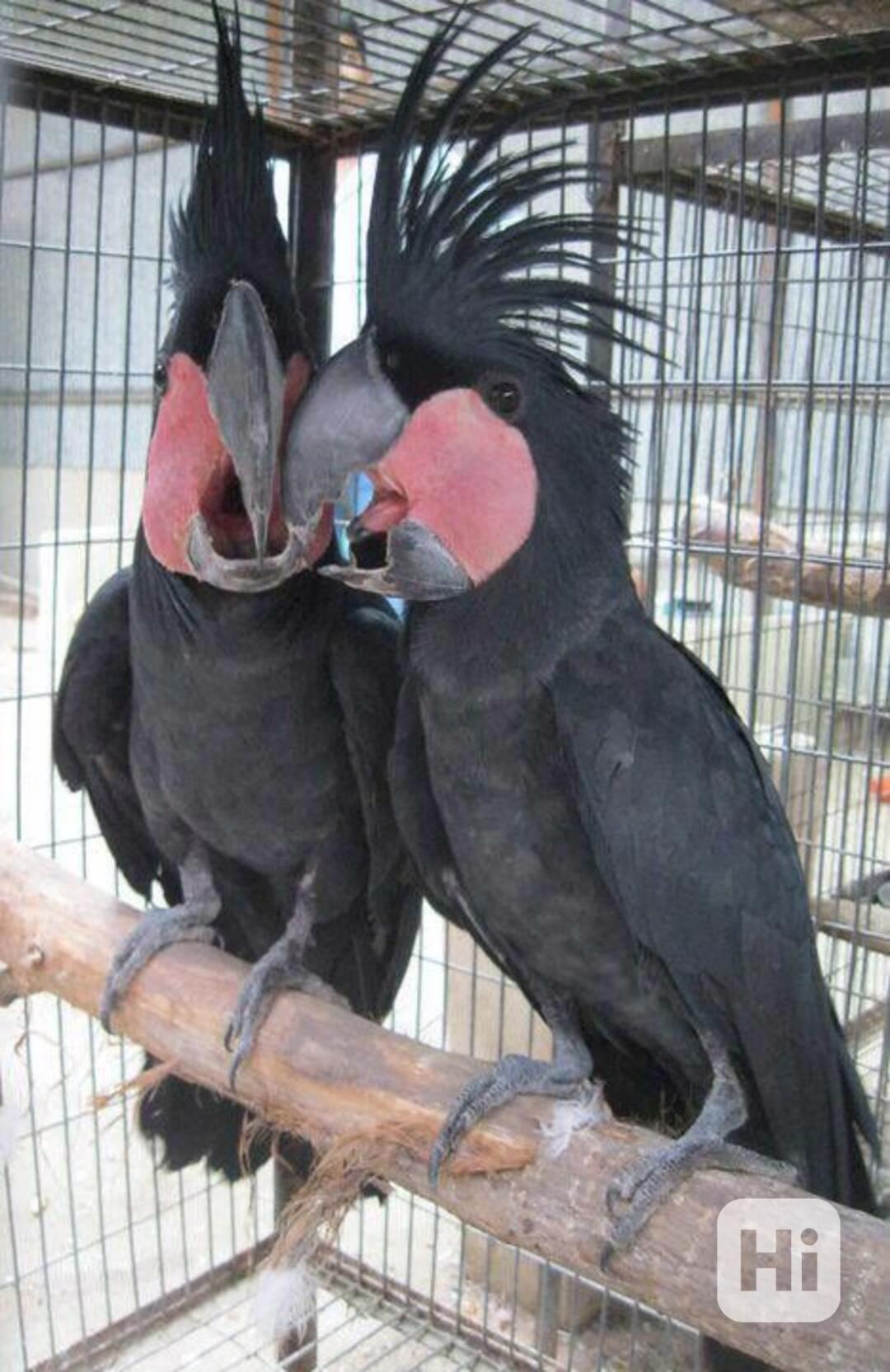 Zdraví krotcí ručně odchovaní papoušci, zdravá mláďata a opl - foto 1