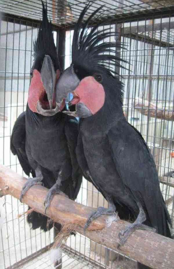 Zdraví krotcí ručně odchovaní papoušci, zdravá mláďata a opl