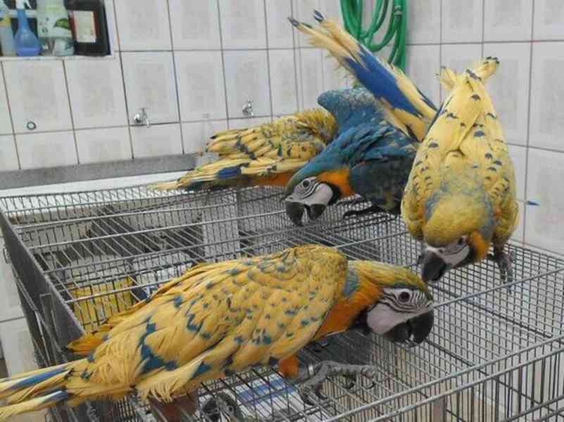 Zdraví krotcí ručně odchovaní papoušci, zdravá mláďata a opl - foto 4