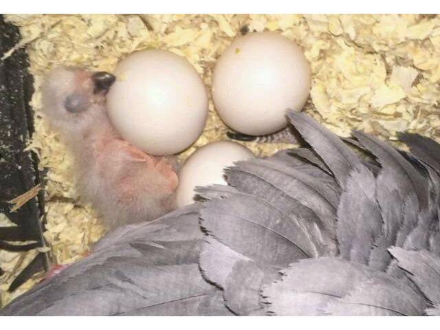 Zdraví krotcí ručně odchovaní papoušci, zdravá mláďata a opl - foto 12