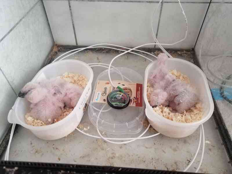 Zdraví krotcí ručně odchovaní papoušci, zdravá mláďata a opl - foto 9