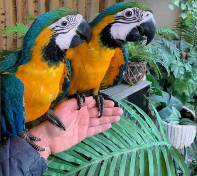 Zdraví krotcí ručně odchovaní papoušci, zdravá mláďata a opl - foto 2