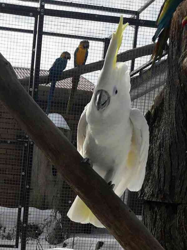 Zdraví krotcí ručně odchovaní papoušci, zdravá mláďata a opl - foto 6