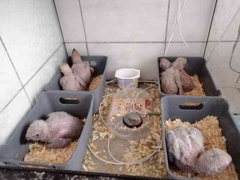 Zdraví krotcí ručně odchovaní papoušci, zdravá mláďata a opl - foto 13