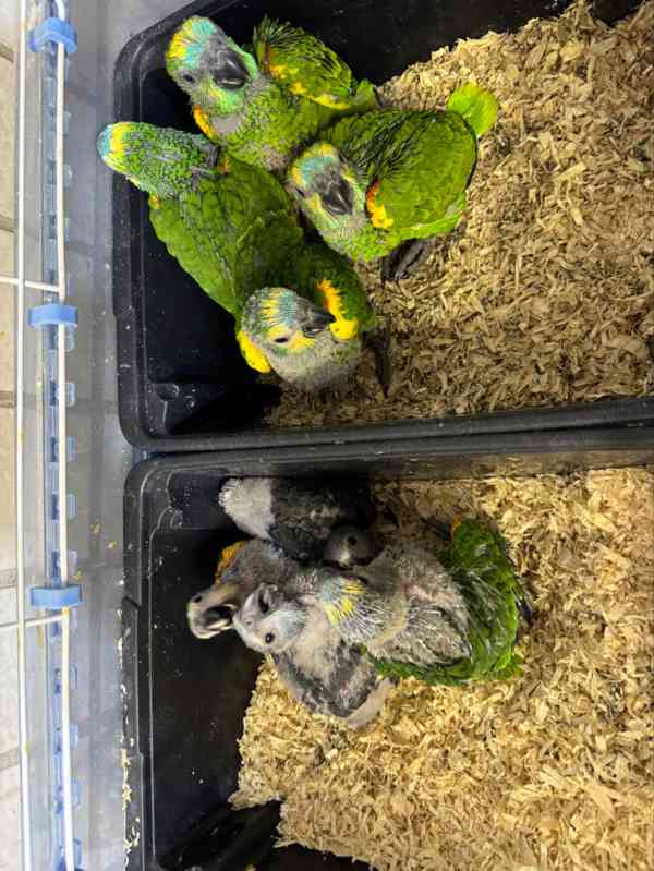 Zdraví krotcí ručně odchovaní papoušci, zdravá mláďata a opl - foto 5