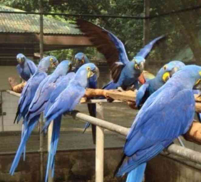 Zdraví krotcí ručně odchovaní papoušci, zdravá mláďata a opl - foto 7