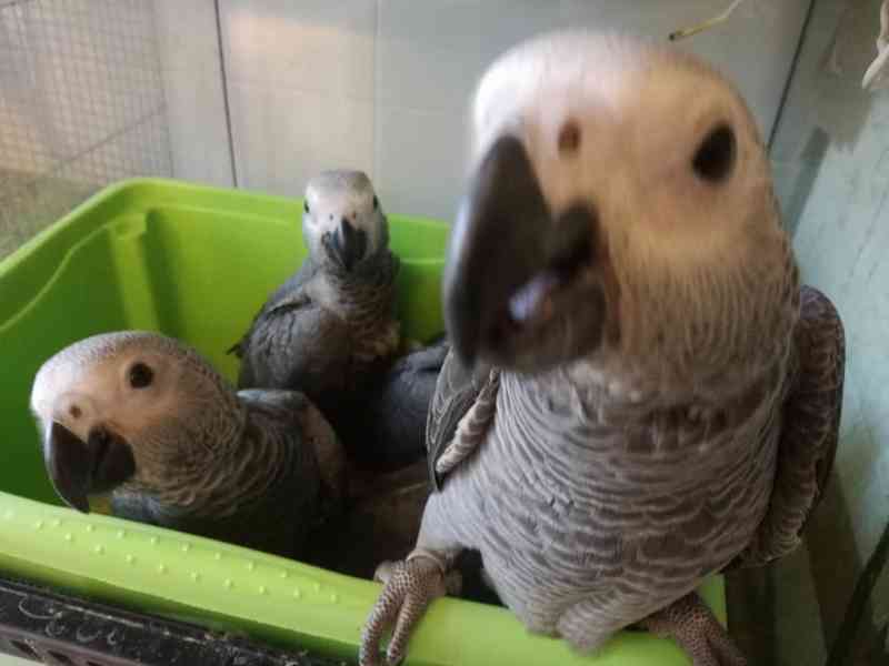 Zdraví krotcí ručně odchovaní papoušci, zdravá mláďata a opl - foto 3