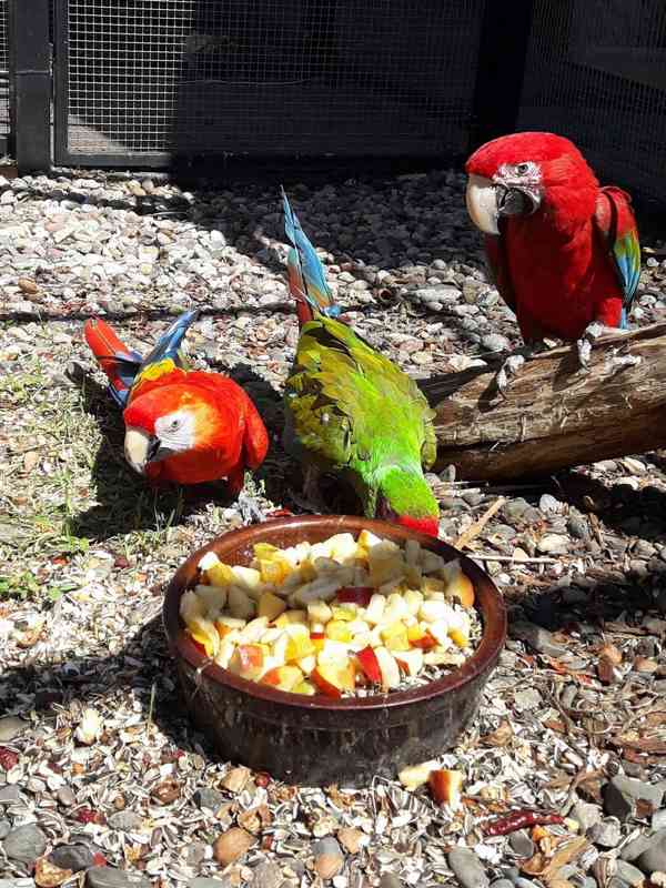 Zdraví krotcí ručně odchovaní papoušci, zdravá mláďata a opl - foto 8