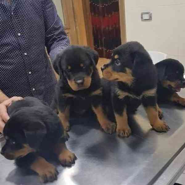 štěňata rotvajlera k adopci - foto 1