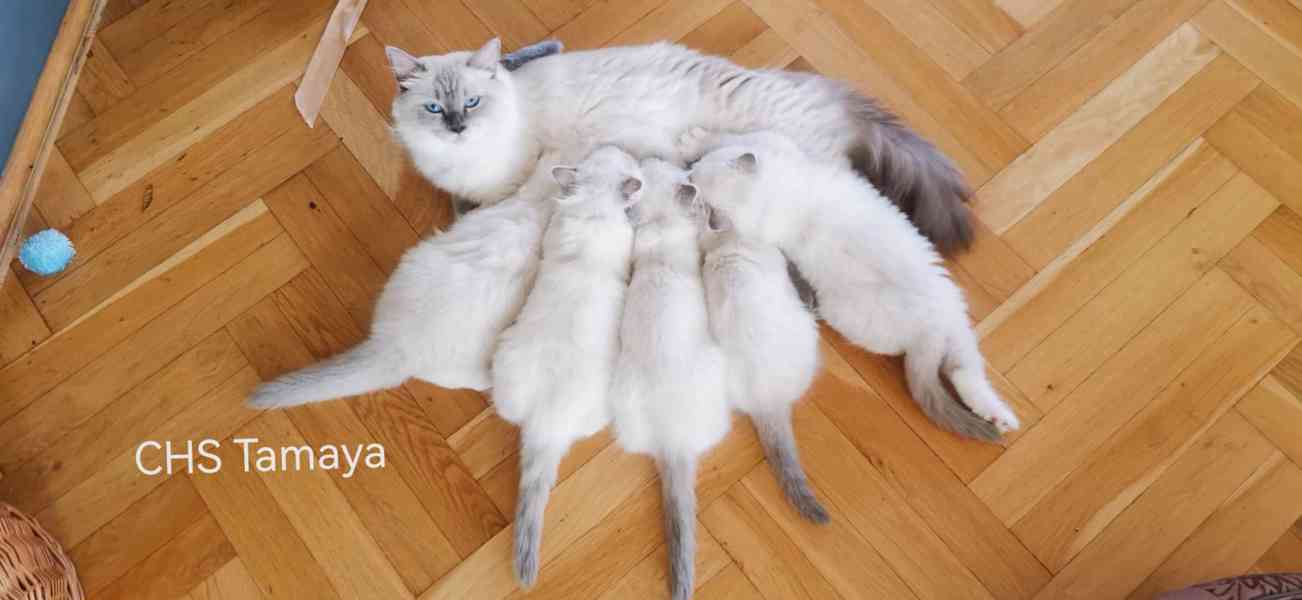 Koťátka Ragdoll blue mitted lynx od registrovaného chovatele - foto 2