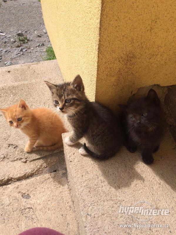 KOŤÁTKA IHNED K ODBĚRU - foto 2