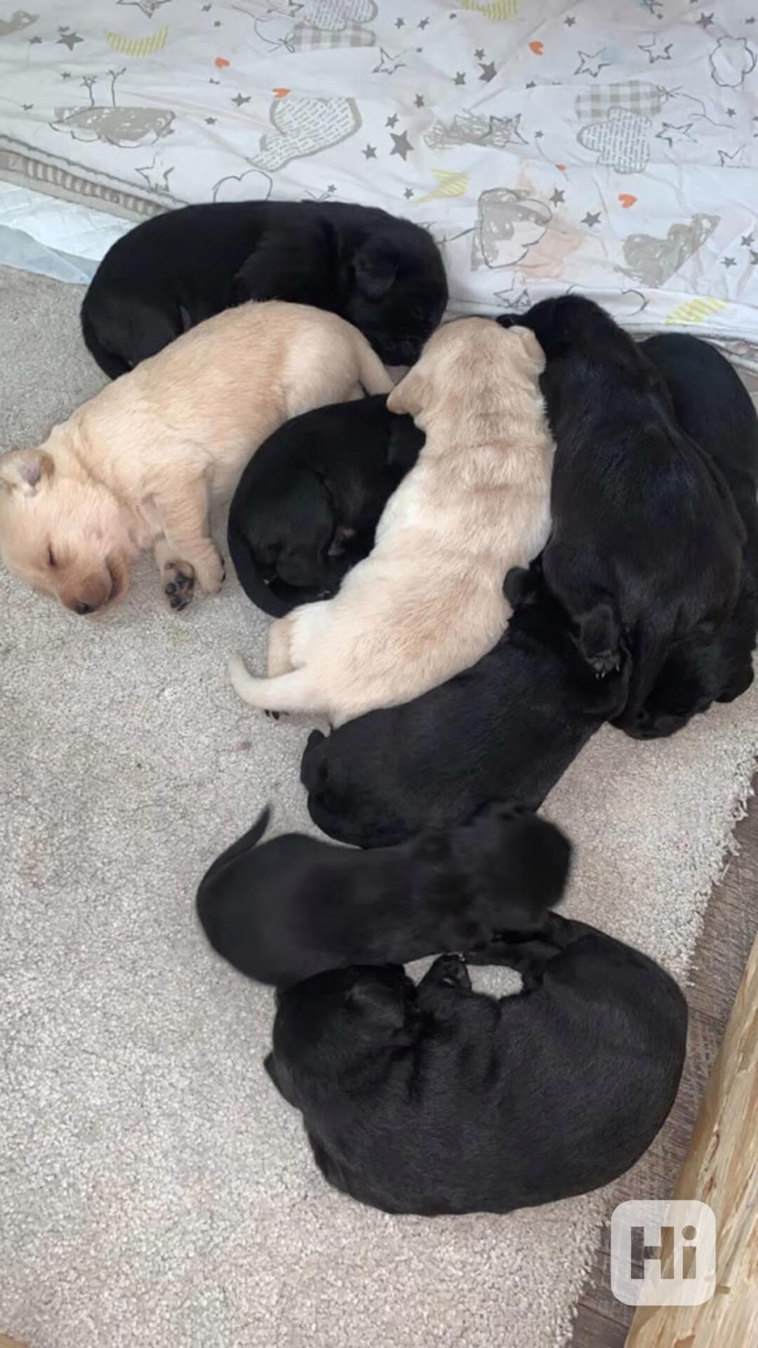 Labradorsky retriver s PP-šteňata - foto 1