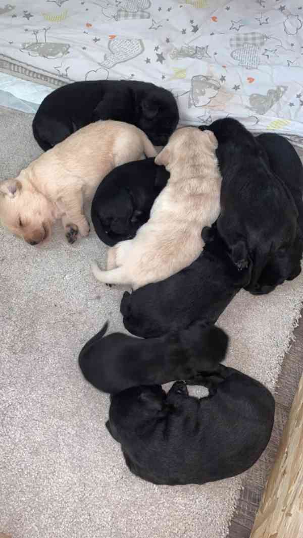 Labradorsky retriver s PP-šteňata - foto 1