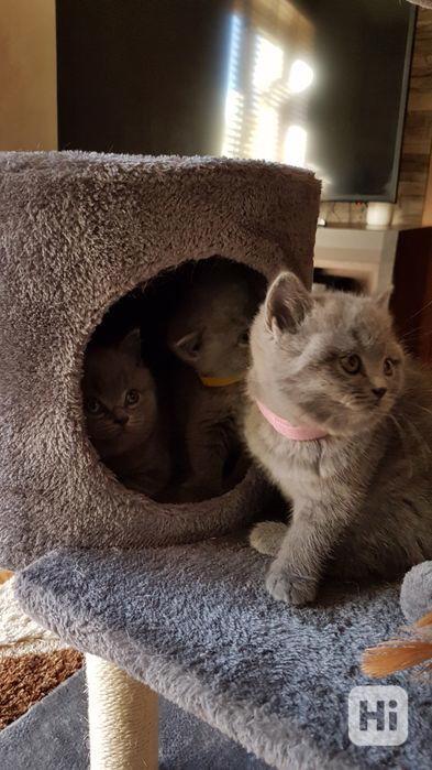 Koťata British s krátkou srstí k adopci - foto 1